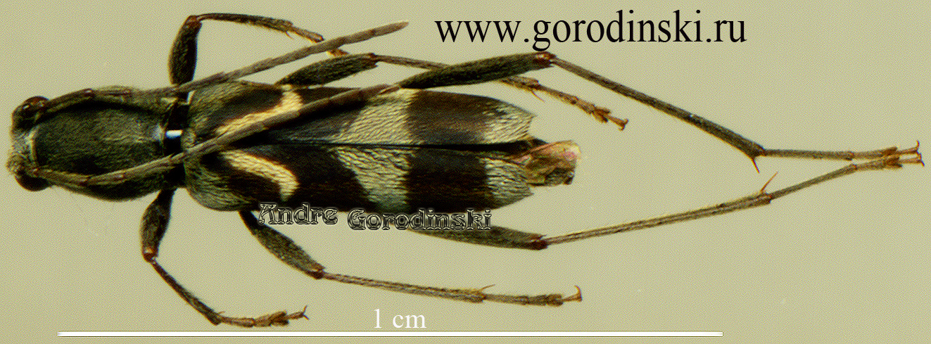 http://www.gorodinski.ru/cerambyx/Chlorophorus sp.1.jpg